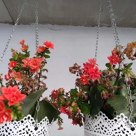 Affittacamere O'porto Seven - Oporto